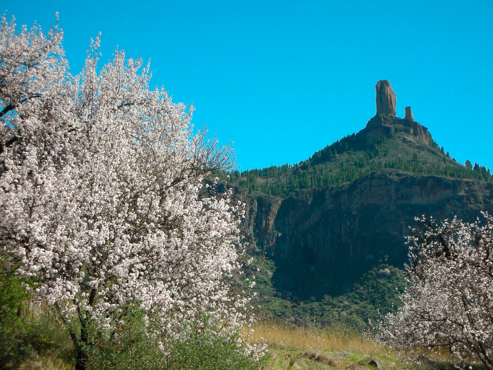 Tejeda